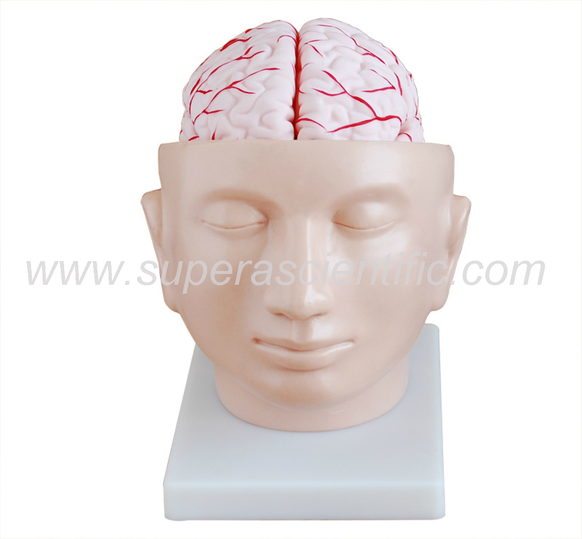 SA-318 Brain with Arteries on Head