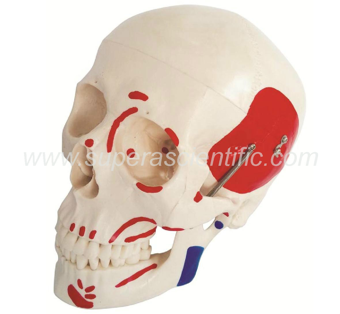 SA-104B Life-Size Skull with Painted Muscles