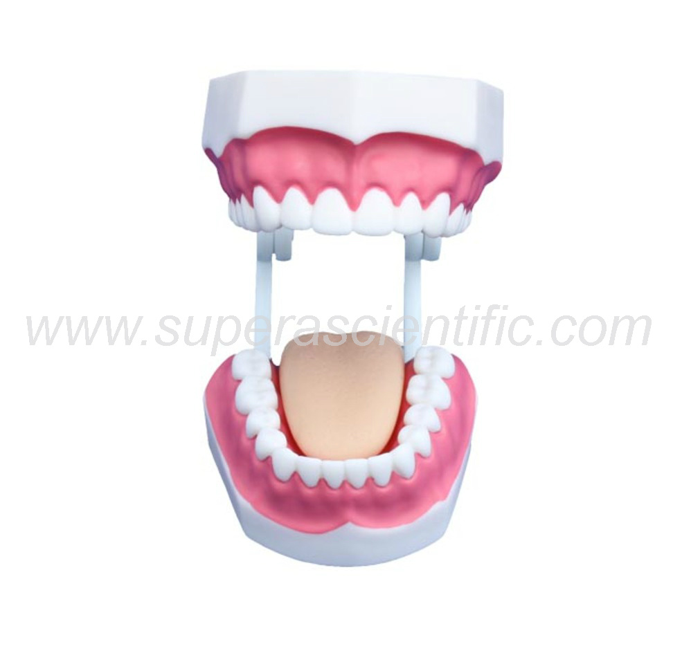 SA-403B Small Dental Care Model (28teeth)