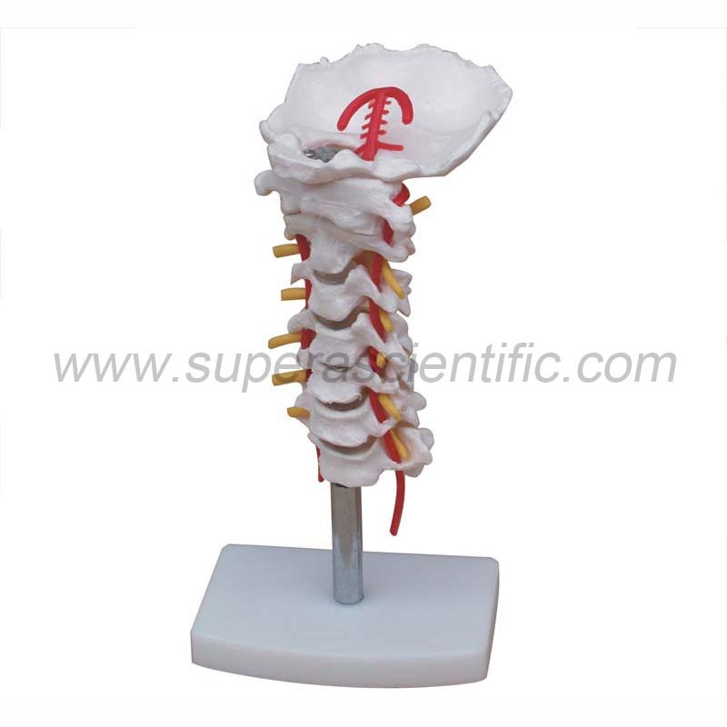 SA-133 Cervical Vertebral Column with Neck Artery