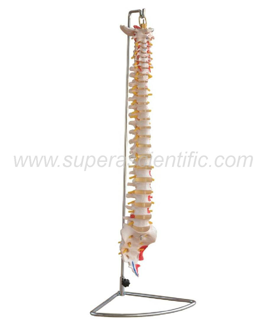 SA-107A Vertebral Column with Painted Muscles