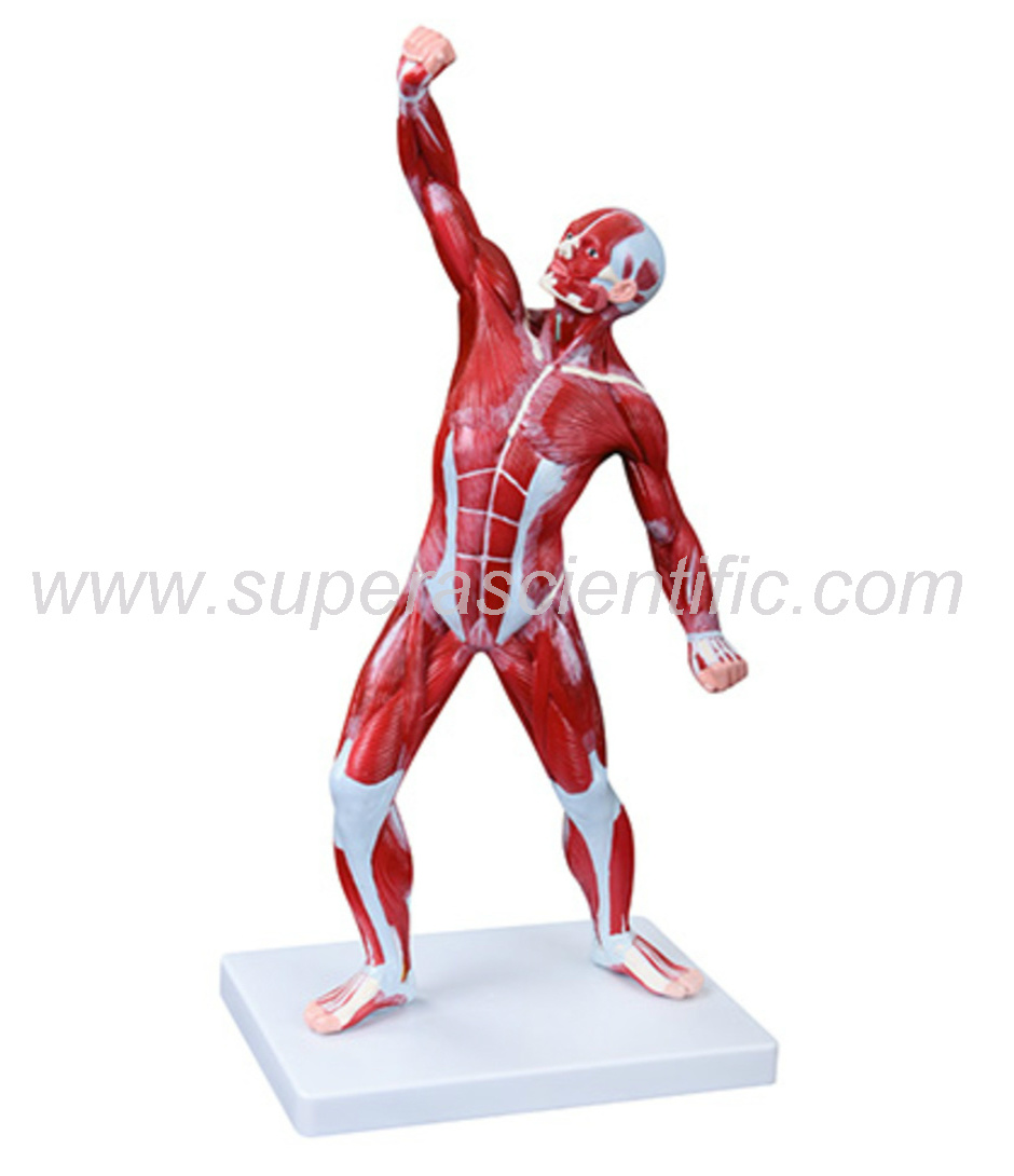 SA-335 50cm Human Muscle Model Male (1 Part)