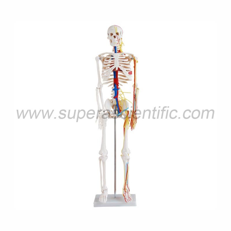 SA-102B 85cm Skeleton with Nerves and Blood Vessels