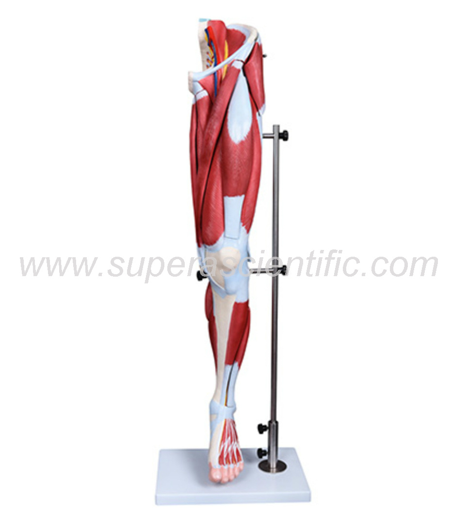 SA-337 Muscle of Human Leg (13Parts)