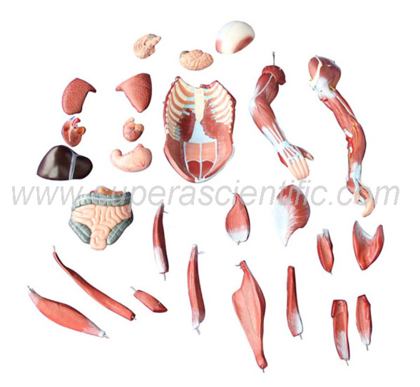 SA-334 80cm Human Muscle Model Male (27 Parts)