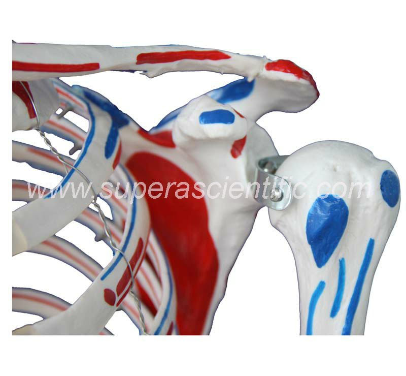 SA-101A Skeleton with Muscles and Ligaments 180cm Tall