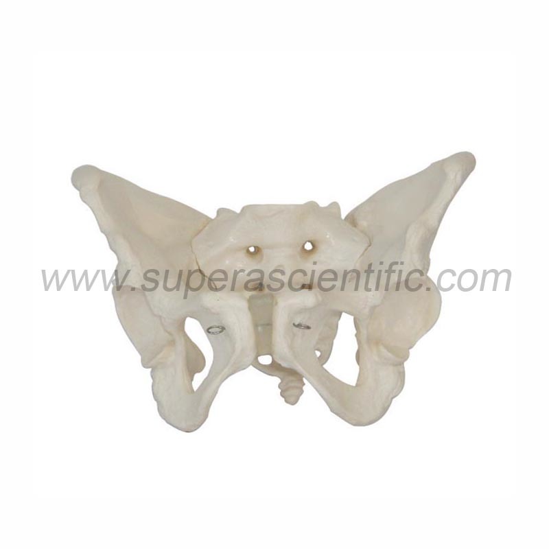 SA-124 Adult Female Pelvis