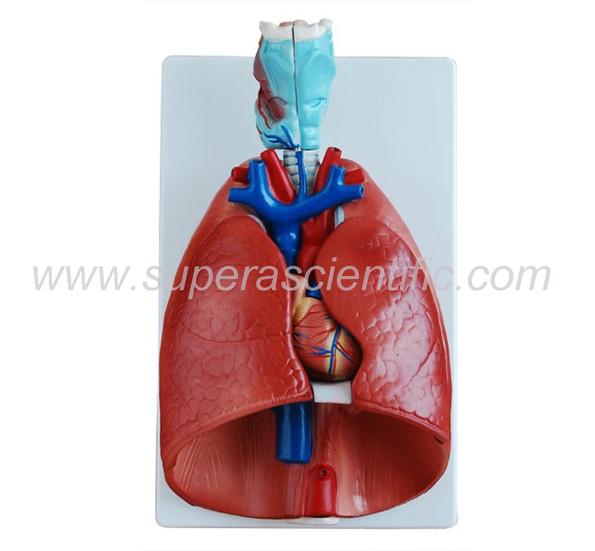 SA-320  Larynx, Heart and Lung Model