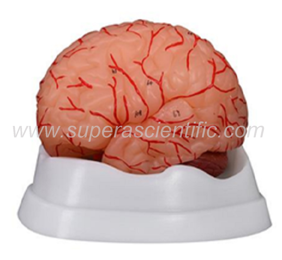 SA-308D Brain with Arteries 9 Parts