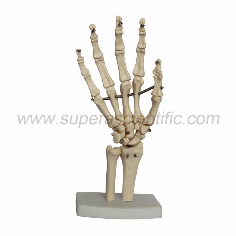 SA-114 Life-Size Hand Joint