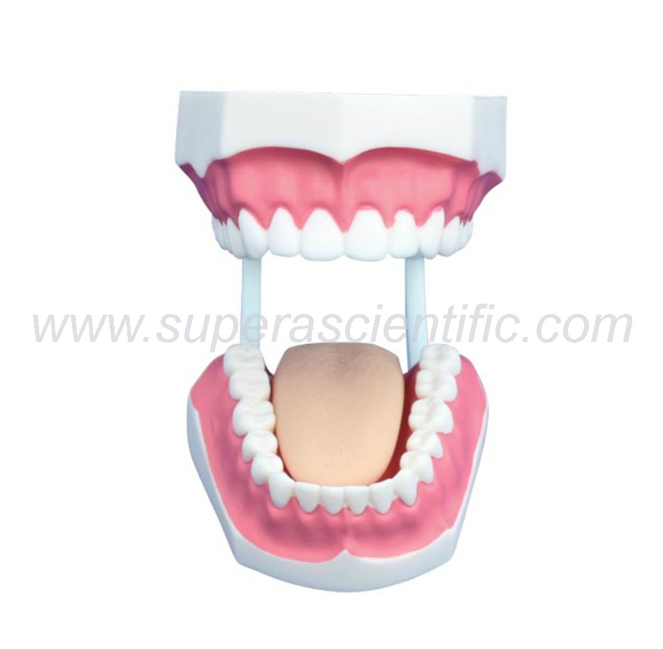 SA-403C Small Dental Care Model (32teeth)