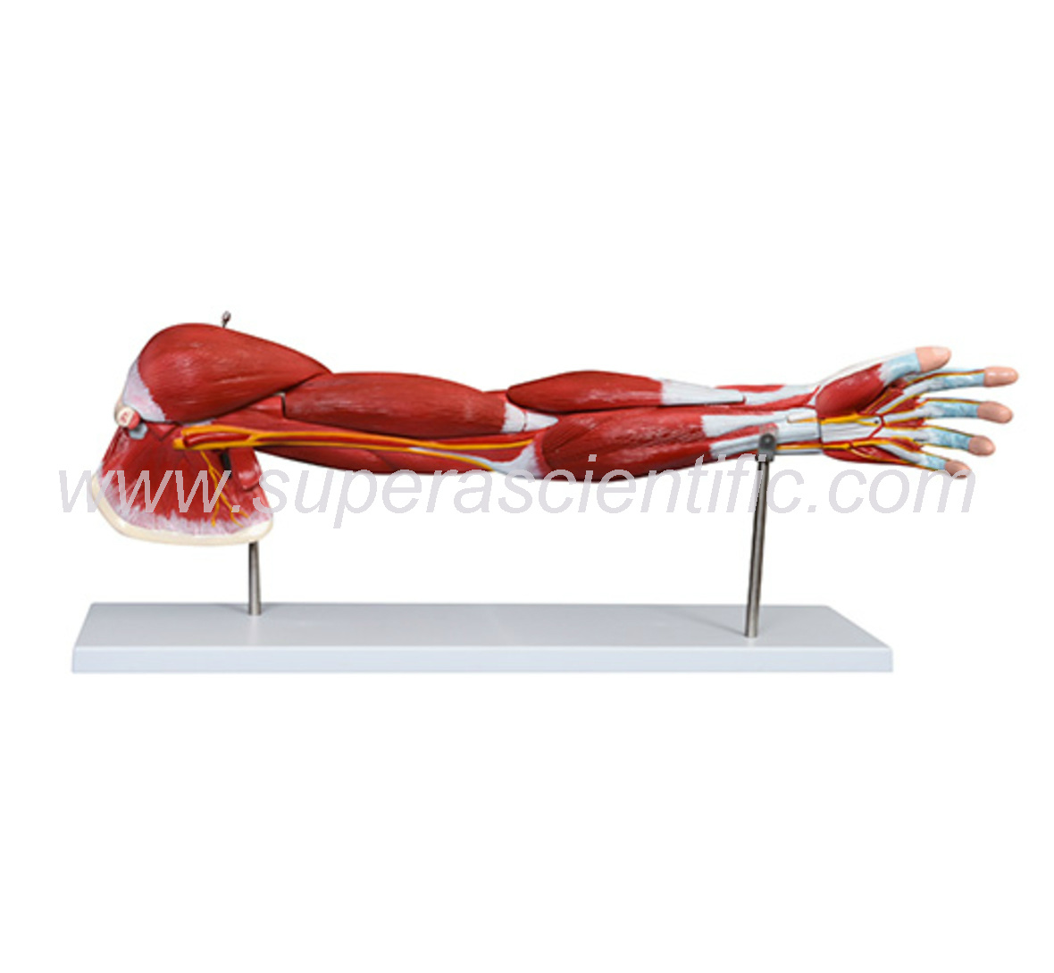 SA-336 Muscle of Human Arm (7Parts)