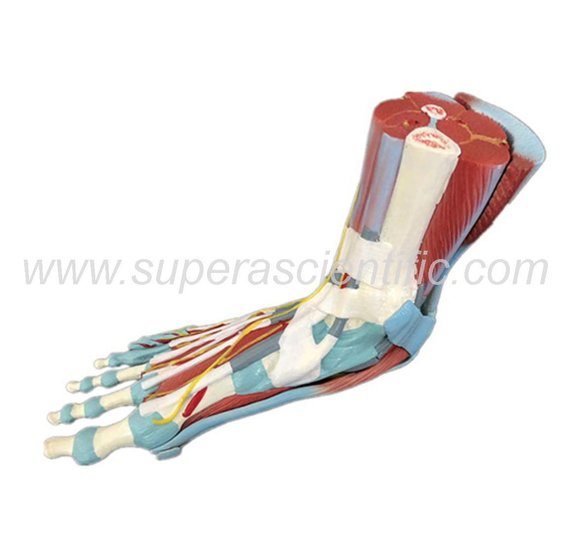 SA-338  Life Size Human Muscle Foot Model(7 Parts)