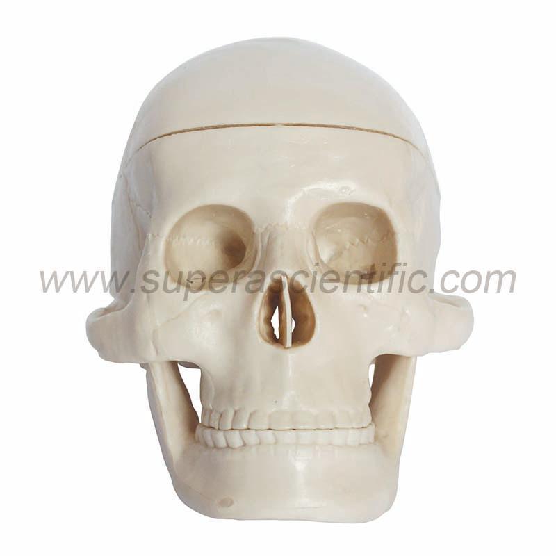 SA-106 Miniature Plastic Skull