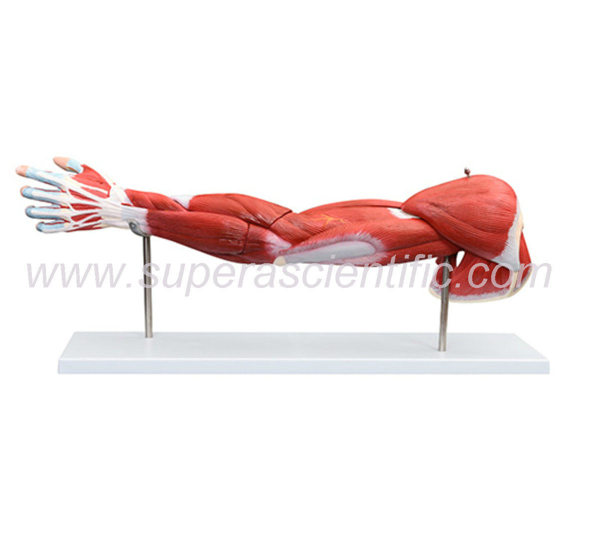 SA-336 Muscle of Human Arm (7Parts)