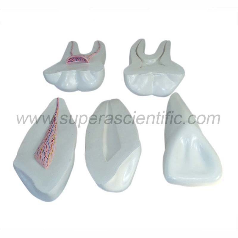 SA-305 Expansion Model of Human Teeth
