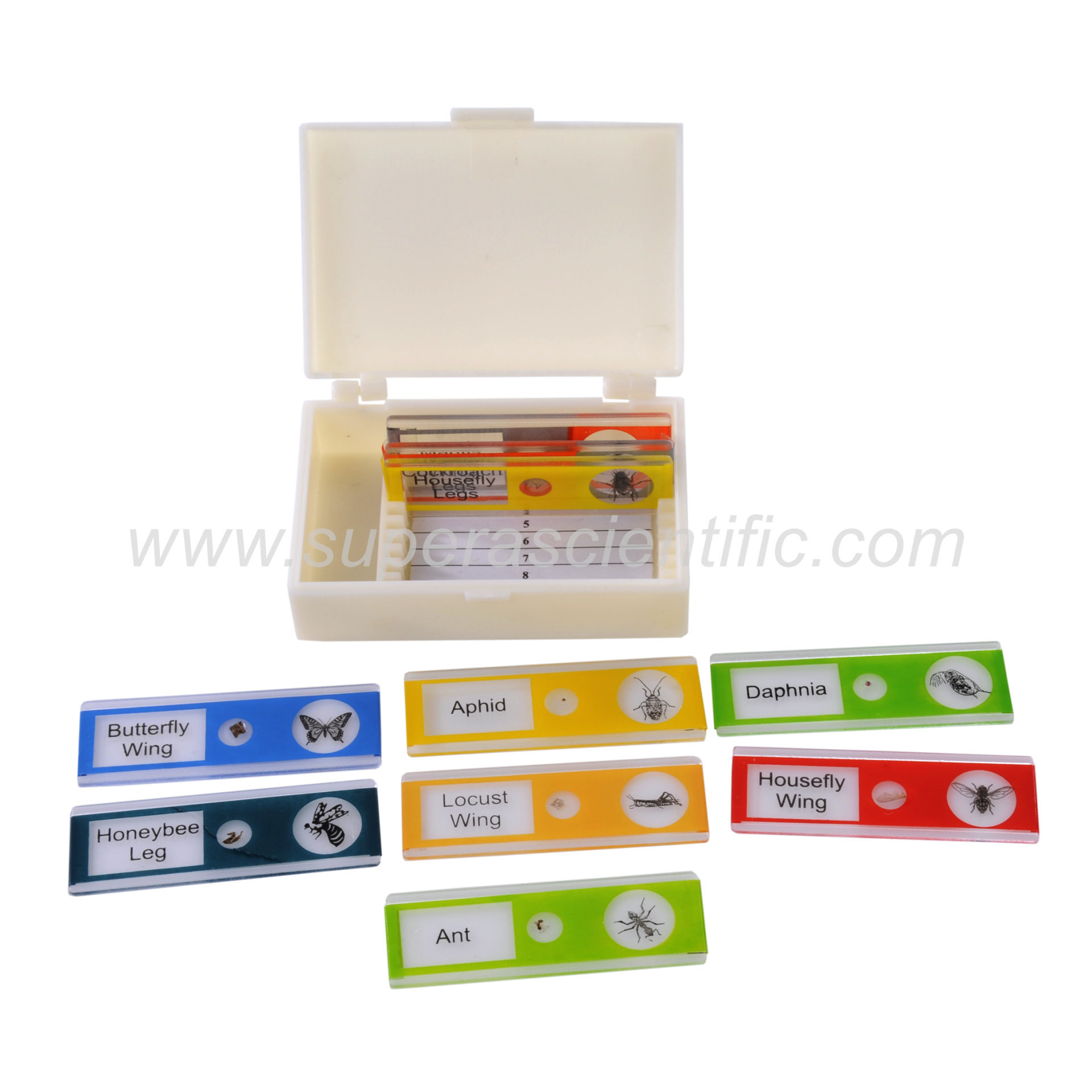 1355 Prepared Microscope Slides, Plastic, Set/10, Insects