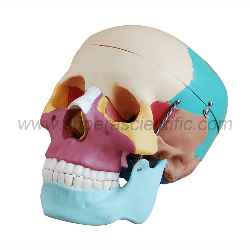 SA-104C Life-Size Skull with Colored Bones