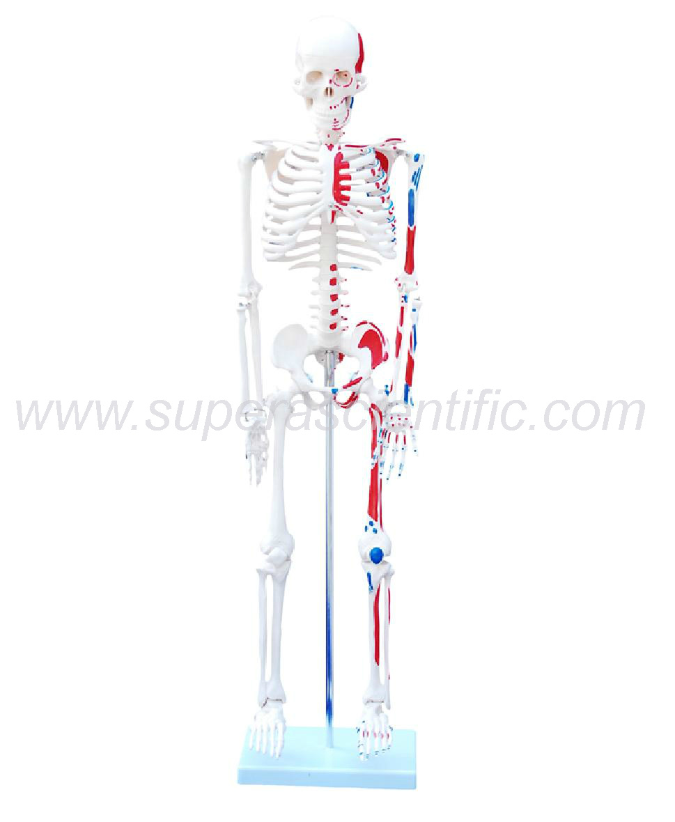 SA-102C 85cm Skeleton with Painted Muscles