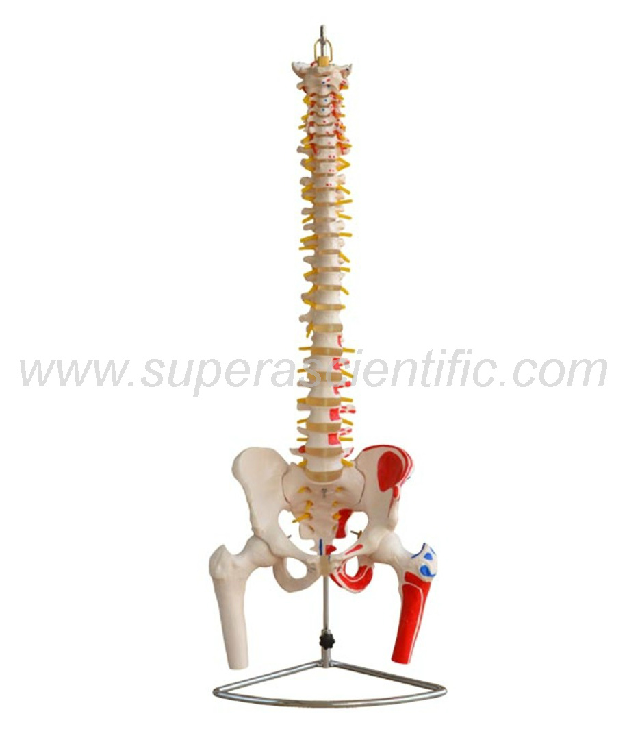 SA-126A Vertebral Column with Pelvis and Femur Heads and Painted Muscles