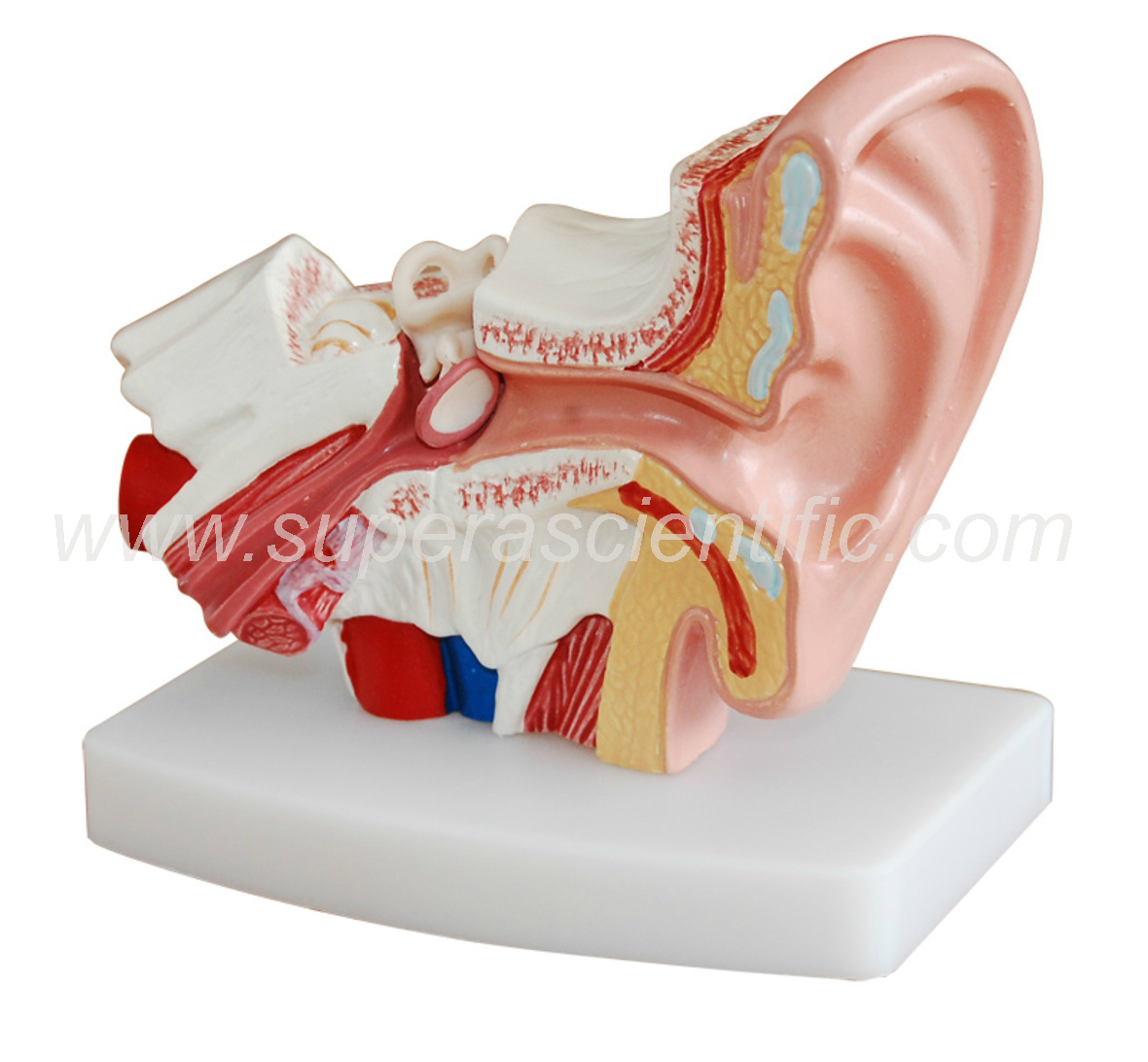 SA-303D Desktop Ear Model