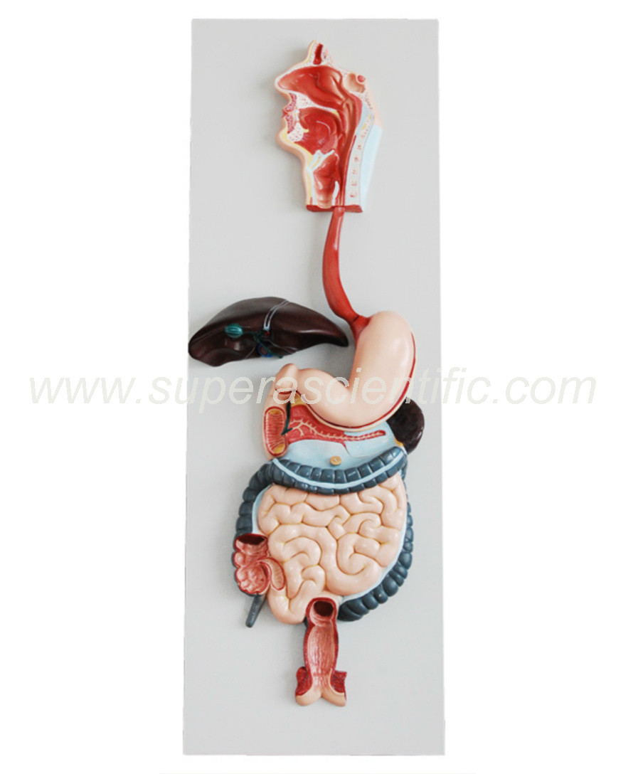 SA-315 Digestive System