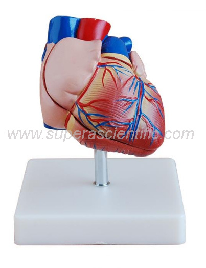 SA-307B New Style Life-Size Heart Model
