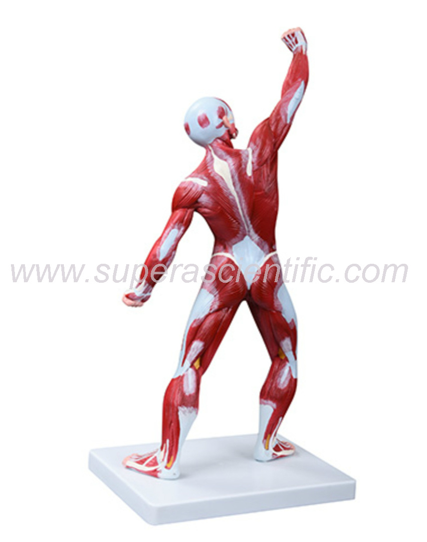 SA-335 50cm Human Muscle Model Male (1 Part)