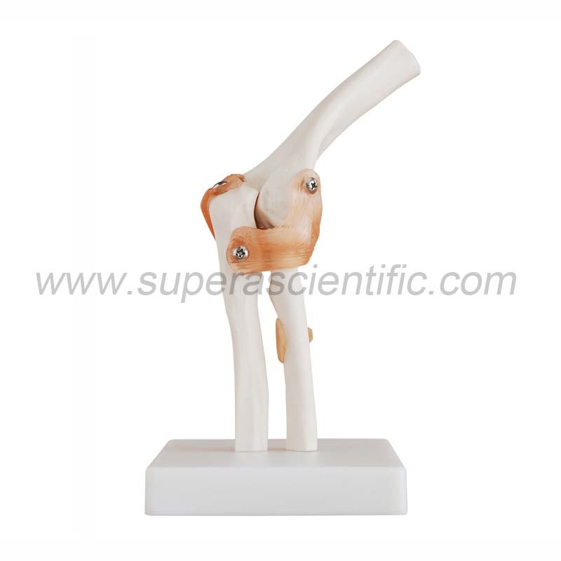 SA-112 Life-Size Elbow Joint