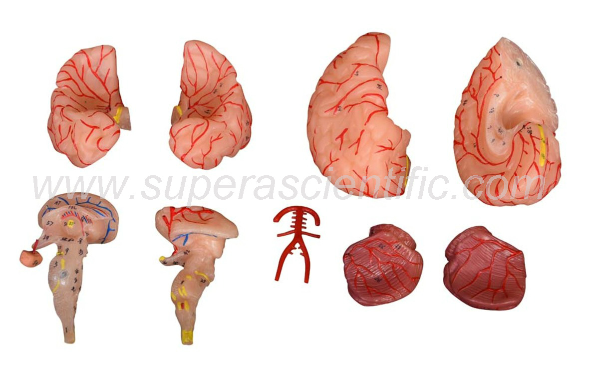 SA-308D Brain with Arteries 9 Parts