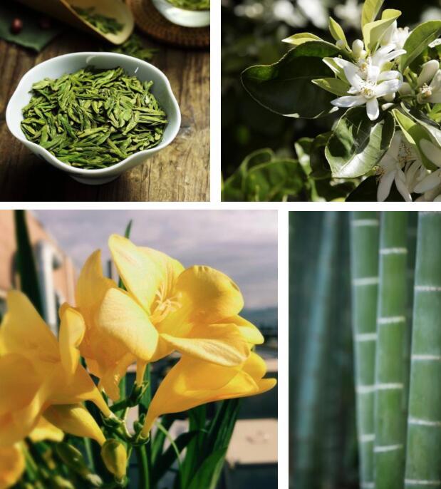 竹林山茶