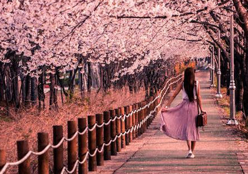 樱花树下