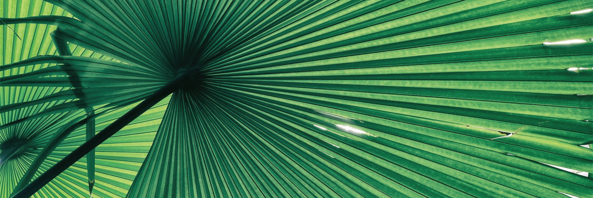 RSPO
