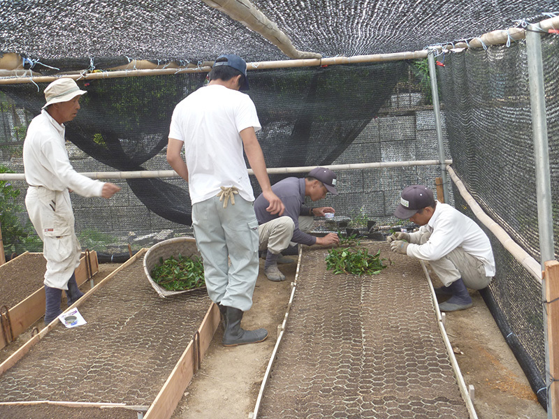 Agricultural cultivation