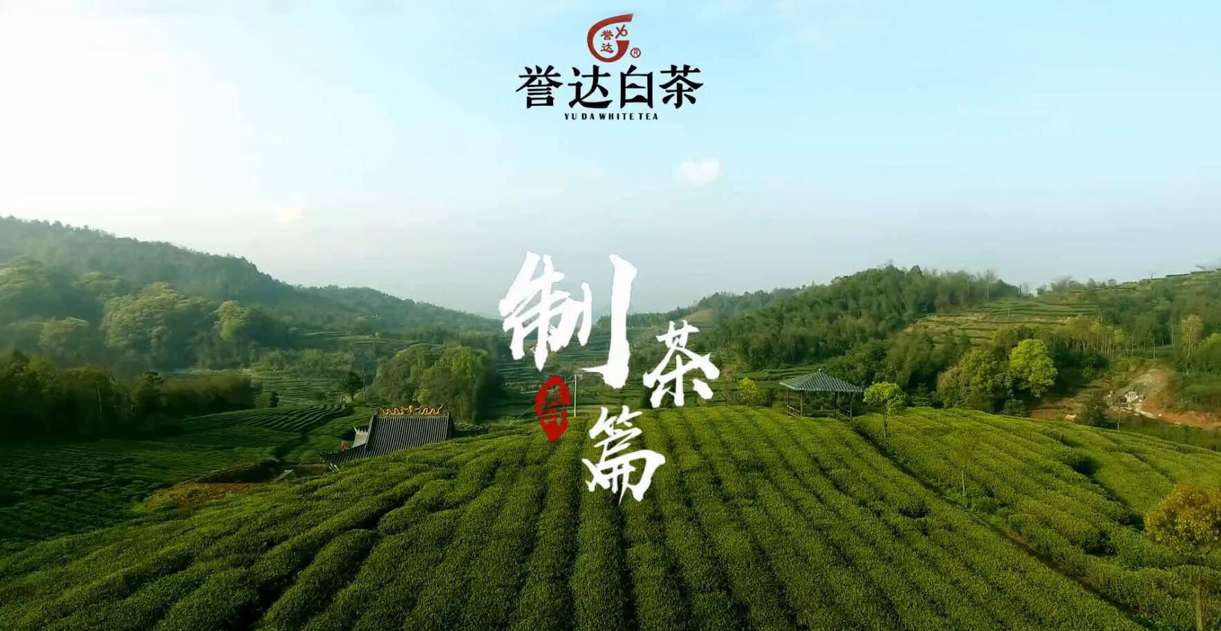 Yuda white tea production