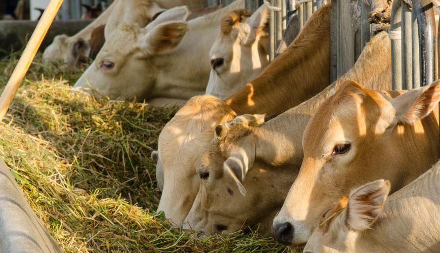 提高绵羊的生产性能、营养物质消化率、抗氧化和免疫能力