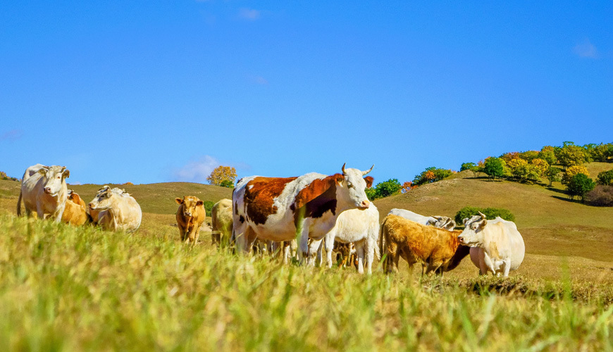 金多微能够较好的通过绵羊的瘤胃，提高绵羊的生产性能、营养物质消化率、抗氧化和免疫能力