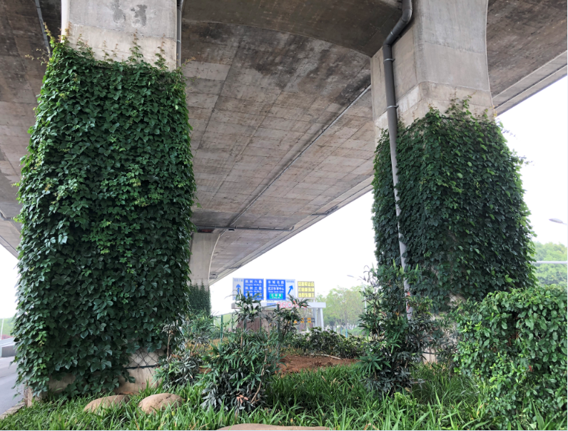 四环线以内立交桥柱攀爬植物补栽养护提升项目