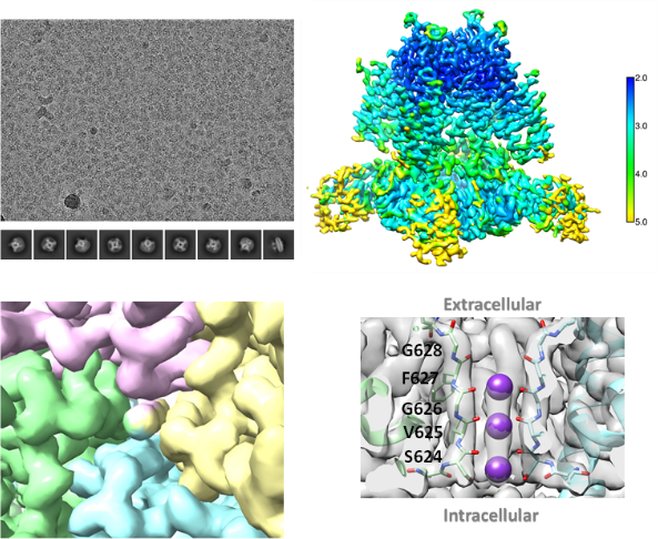 Biortus Delivering hERG Protein and Cryo-EM Structures