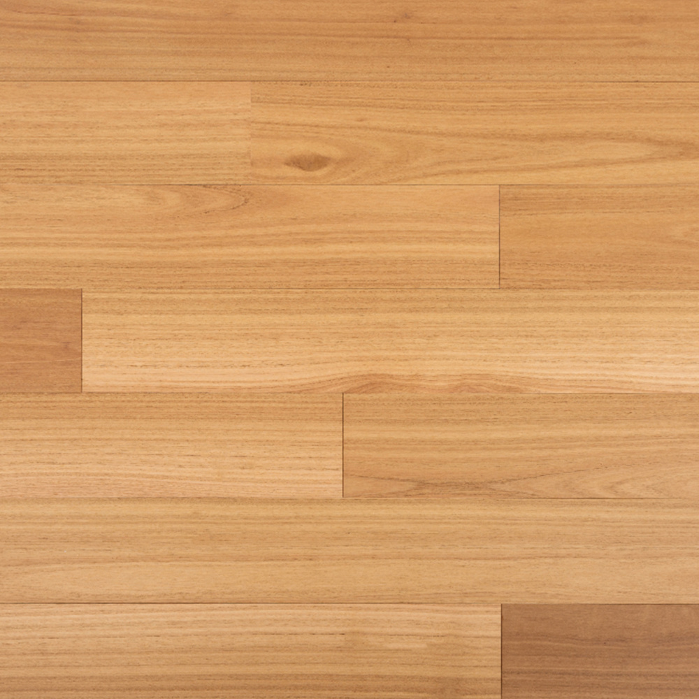 Blackbutt