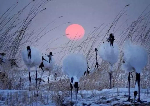 pic