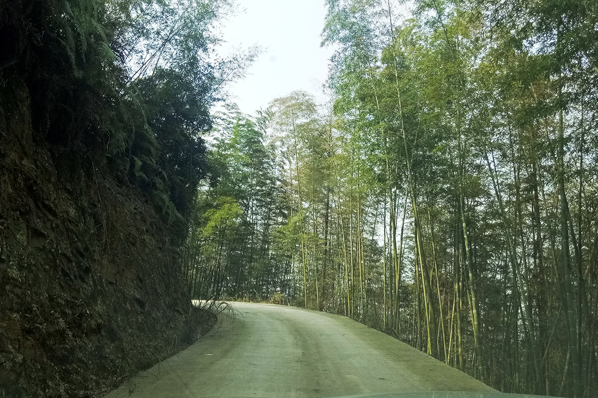 茶山竹海