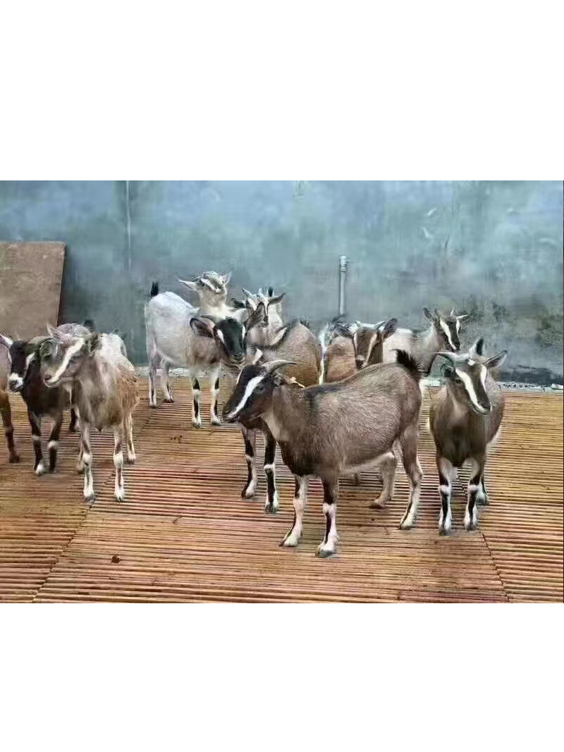 黔北麻羊