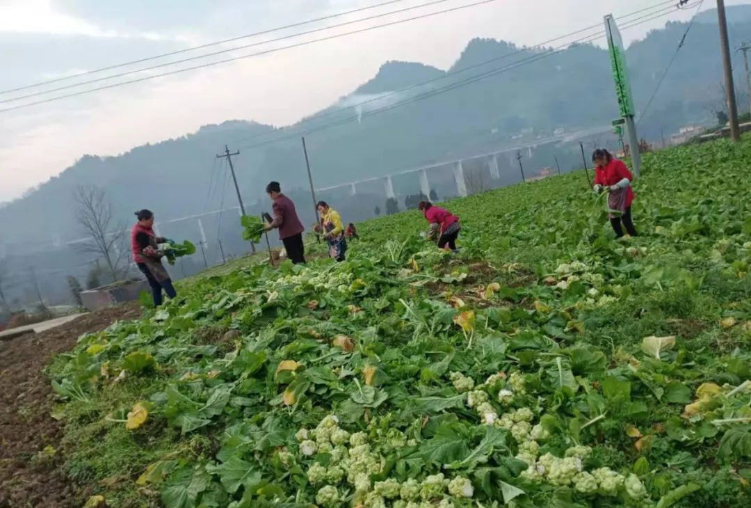 致富不忘桑梓情 助力脫貧富鄉鄰 --記返鄉創業致富“帶頭人”吳小軍