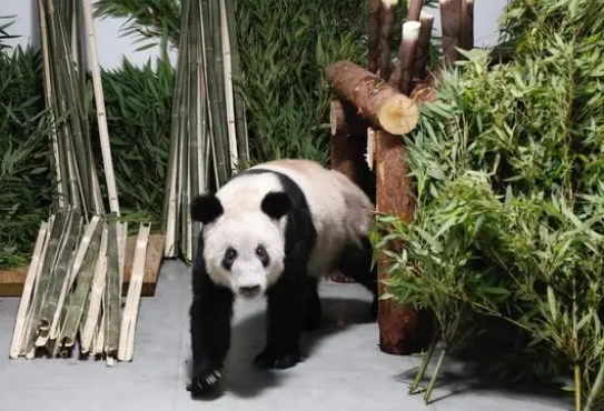 丫丫回到北京动物园 暂不对外展出