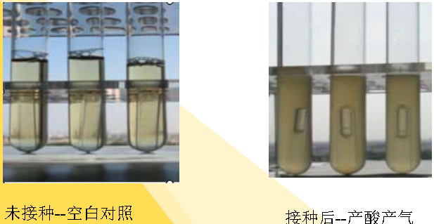 LST（月桂基硫酸鹽胰蛋白胨肉湯）未接種和接種后的對比圖