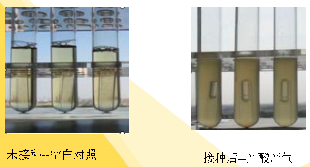 未接種--空白對照和接種后--產(chǎn)酸產(chǎn)氣圖片