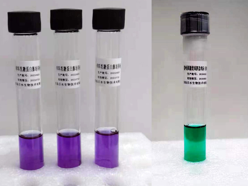 溴甲酚紫葡萄糖蛋白胨水培養基