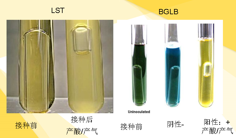 大腸菌群平板計(jì)數(shù)法檢驗(yàn)圖片