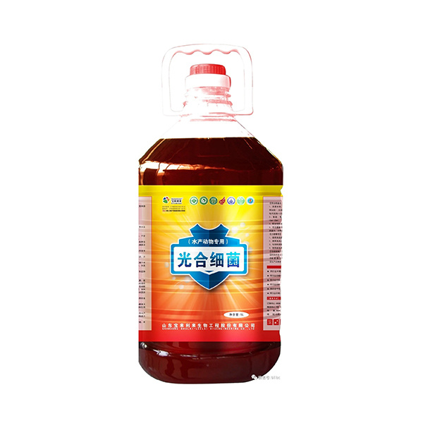 光合細菌